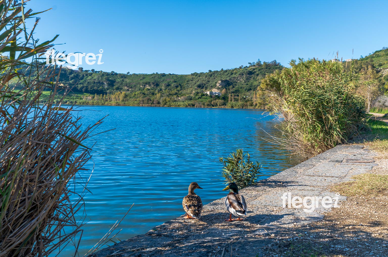 fauna-lago-averno-pozzuoli-campi-flegrei